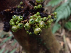 Ficus benguetensis