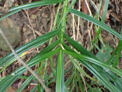 Scleria terrestris