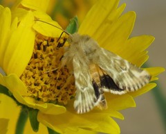 Pseudanthoecia tumida