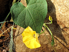 Ipomoea ochracea