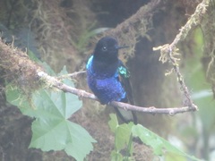 Boissonneaua jardini