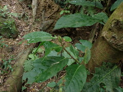 Ficus benguetensis