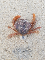 Polybius henslowii