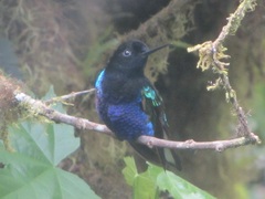 Boissonneaua jardini