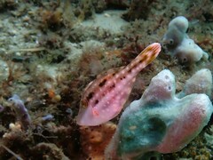 Meuschenia trachylepis