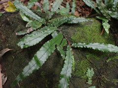 Leptochilus wrightii