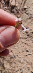 Plantaginaceae