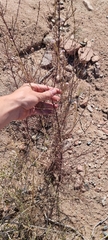 Plantaginaceae