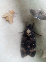 Acherontia