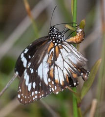 Danaus affinis