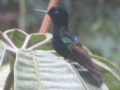 Boissonneaua jardini