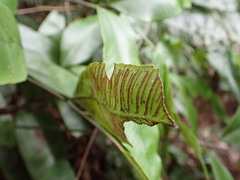 Diplazium donianum