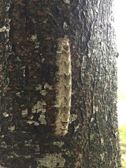 Gastropacha orientalis