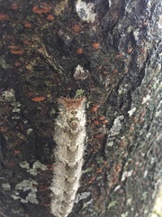 Gastropacha orientalis