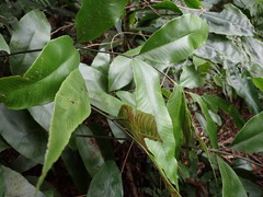 Diplazium donianum