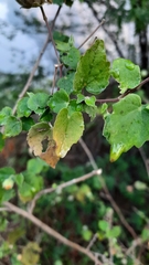 Abutilon indicum