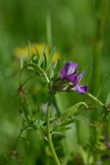 Vicia sativa nigra