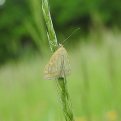 Sitochroa verticalis
