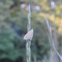 Sitochroa verticalis