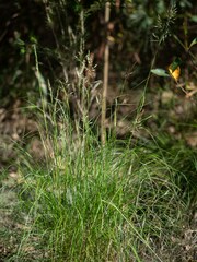 Rytidosperma longifolium