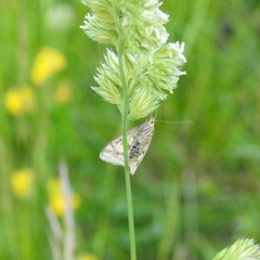 Sitochroa verticalis