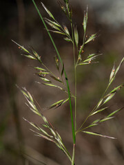 Rytidosperma longifolium