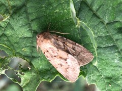 Spodoptera depravata