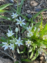 Ornithogalum lanceolatum