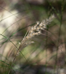 Rytidosperma longifolium