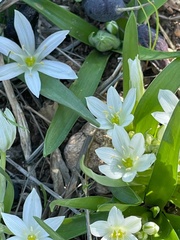 Ornithogalum lanceolatum