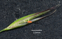 Rytidosperma longifolium