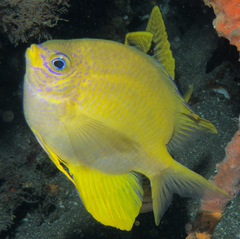 Amblyglyphidodon aureus