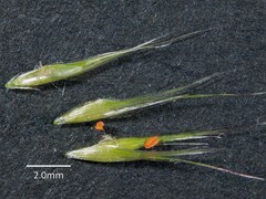 Rytidosperma longifolium