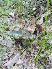 Lactarius atroviridis