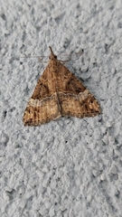 Hypena obsitalis