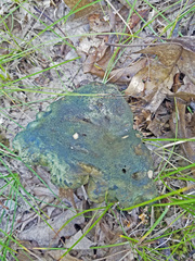 Lactarius atroviridis