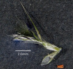 Rytidosperma longifolium