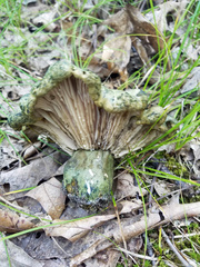 Lactarius atroviridis