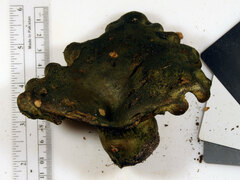 Lactarius atroviridis