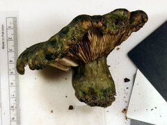 Lactarius atroviridis