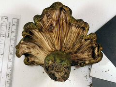 Lactarius atroviridis