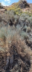 Ephedra intermedia