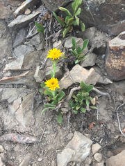 Erigeron aureus