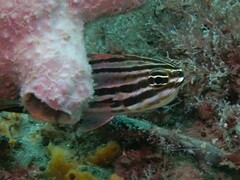 Ostorhinchus limenus