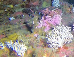 Errina capensis
