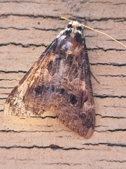 Sphingomorpha chlorea