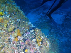 Errina capensis