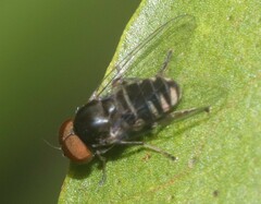 Platypezidae