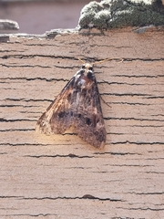 Sphingomorpha chlorea