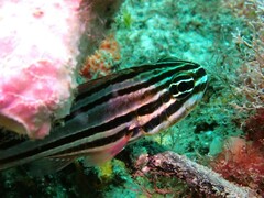 Ostorhinchus limenus